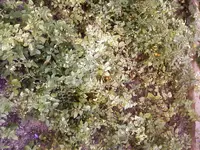 Wildtomate RoteMurmel.webp