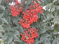 004.webp