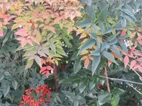 003.webp