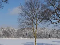 Winter3.webp