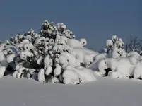 Winter4.webp