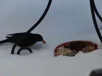 Amsel1.webp