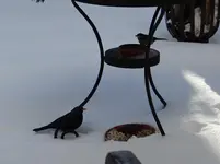 Amsel + Meise.webp