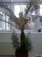 Palme1.webp