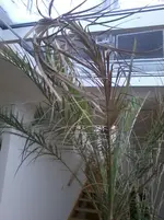 Palme2.webp