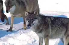 Wolf10,NP Bayer.Wald Jan´06.webp