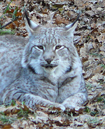 luchs.webp