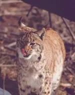 Luchs2001.webp
