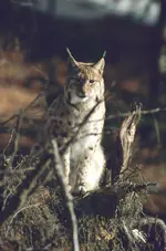 Luchs1001.webp