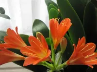 017.webp