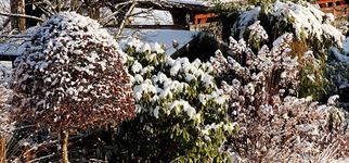 Langbeet links im Schnee_600.webp