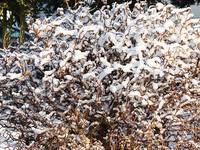 verschneiter Haselnuss_600.webp