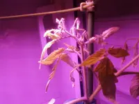 Dez12Tomate3.webp