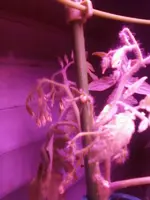 Dez12Tomate4.webp