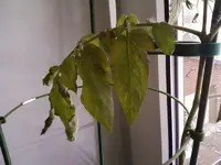 Dez12Tomate1.webp