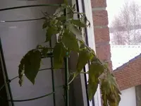 Dez12Tomate2.webp