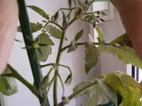 Dez12Tomate4.webp