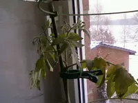 Dez12Tomate5.webp