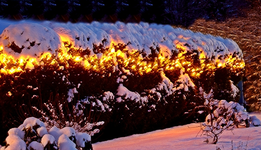 Hecke vorn3_600.webp