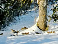 Wacholderdrossel_211.webp