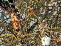 Wacholderdrossel_251.webp