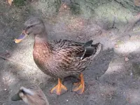 161.webp