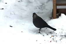 2012_1214Herbst0002 amsel.webp