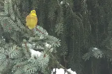 2012_1214Herbst0010.webp