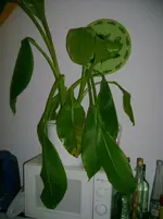Bananenpflanze.webp