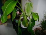 Bananenpflanze2.jpg