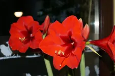DSC00014.webp