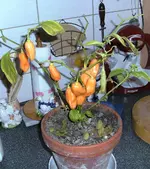 BILD3258.webp
