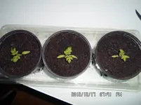 SAM_0805.webp