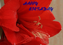 Amaryllis.webp