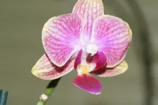 DSC00061.webp