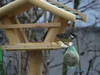 neues Vogelhaus2.webp