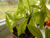 k-P1090611.webp