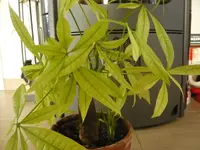 k-P1090615.webp