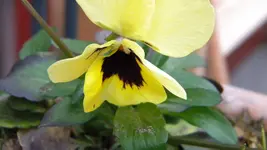DSCN4081.webp