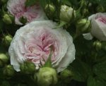 rosa_felicite-et-parmentier_1.jpg