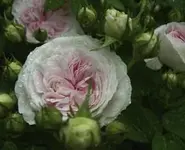 rosa_felicite-et-parmentier_1.webp