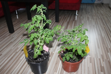 IMG_7512.webp