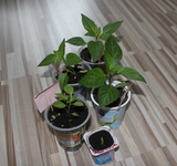 IMG_7514.webp