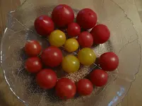 Tomatenernte.webp