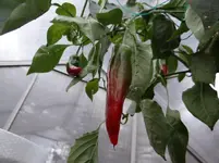 Paprika1.webp
