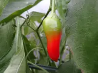 Paprika2.webp