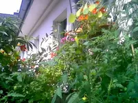 Balkon 2012.webp