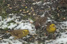 2012_1221Herbst0008.webp