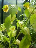 Tomatillo.webp