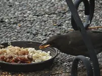 Amsel1.webp
